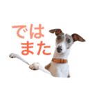 イタグレらいくん（個別スタンプ：21）