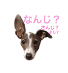 イタグレらいくん（個別スタンプ：22）