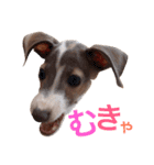 イタグレらいくん（個別スタンプ：30）