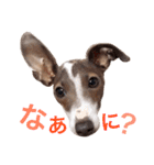 イタグレらいくん（個別スタンプ：31）