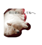 いぬのき・も・ち（個別スタンプ：2）