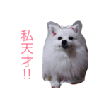 いぬのき・も・ち（個別スタンプ：4）