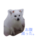 いぬのき・も・ち（個別スタンプ：5）