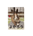 毒舌だいさま（個別スタンプ：3）