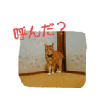 徒然もふもふスタンプ1（個別スタンプ：9）