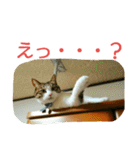 徒然もふもふスタンプ1（個別スタンプ：12）