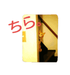 徒然もふもふスタンプ1（個別スタンプ：13）