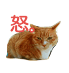 徒然もふもふスタンプ1（個別スタンプ：15）