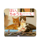徒然もふもふスタンプ1（個別スタンプ：19）