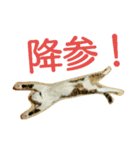 徒然もふもふスタンプ1（個別スタンプ：20）