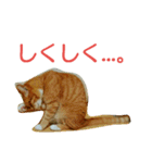 徒然もふもふスタンプ1（個別スタンプ：23）
