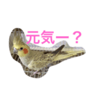 オカメインコの1日（個別スタンプ：1）