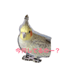 オカメインコの1日（個別スタンプ：2）