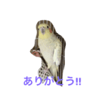 オカメインコの1日（個別スタンプ：3）
