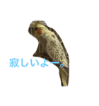 オカメインコの1日（個別スタンプ：4）