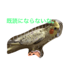 オカメインコの1日（個別スタンプ：5）