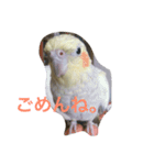 オカメインコの1日（個別スタンプ：6）