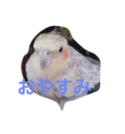 オカメインコの1日（個別スタンプ：7）