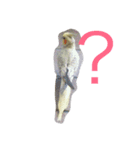 オカメインコの1日（個別スタンプ：8）