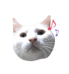 大川家のねこ（個別スタンプ：1）