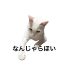 大川家のねこ（個別スタンプ：3）