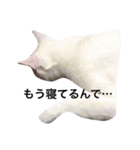 大川家のねこ（個別スタンプ：4）