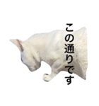 大川家のねこ（個別スタンプ：6）