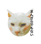 大川家のねこ（個別スタンプ：8）