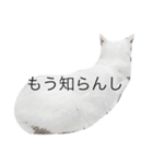 大川家のねこ（個別スタンプ：9）