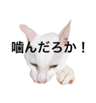 大川家のねこ（個別スタンプ：10）