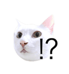 大川家のねこ（個別スタンプ：12）