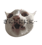 大川家のねこ（個別スタンプ：15）