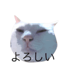 大川家のねこ（個別スタンプ：16）