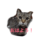 しまねこみーすけスタンプ（個別スタンプ：1）