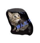 しまねこみーすけスタンプ（個別スタンプ：2）