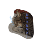 しまねこみーすけスタンプ（個別スタンプ：3）