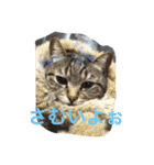 しまねこみーすけスタンプ（個別スタンプ：6）