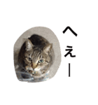 しまねこみーすけスタンプ（個別スタンプ：7）
