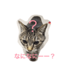 しまねこみーすけスタンプ（個別スタンプ：8）