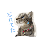 しまねこみーすけスタンプ（個別スタンプ：9）