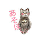 しまねこみーすけスタンプ（個別スタンプ：15）