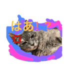 グレは猫2（個別スタンプ：3）