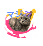 グレは猫2（個別スタンプ：4）
