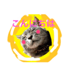 グレは猫2（個別スタンプ：7）