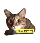 いろはにウニャ 01（個別スタンプ：1）