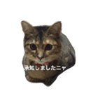 いろはにウニャ 01（個別スタンプ：3）