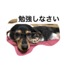 わんこスタンプ 714（個別スタンプ：1）