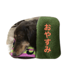 わんこスタンプ 714（個別スタンプ：4）