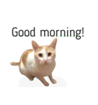 にゃろです。猫です。（個別スタンプ：1）