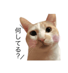 にゃろです。猫です。（個別スタンプ：2）